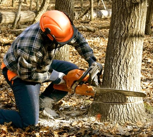 Tree Removal in Rush Center, KS